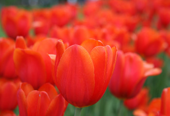 Red tulip closeup in a field