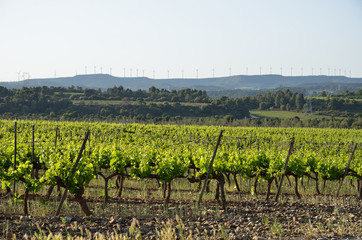 Fototapeta na wymiar Spanish rural landscape with a grapevine plantation