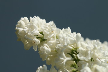 Flieder Blüte weiß