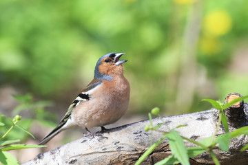 the male of the Chaffinch sings in the spring