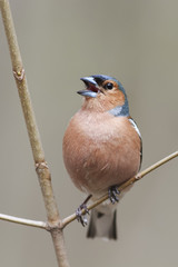 the male of the Chaffinch sings in the spring