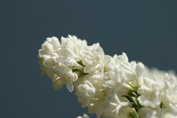 Flieder Blüte weiß