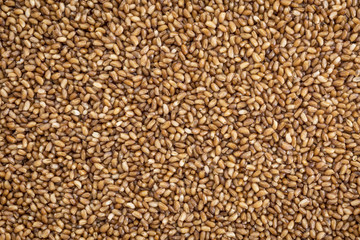 teff grain background