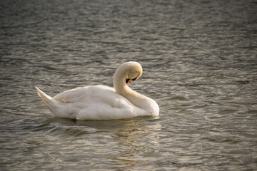 Swan