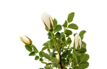 White Dog rose isolated