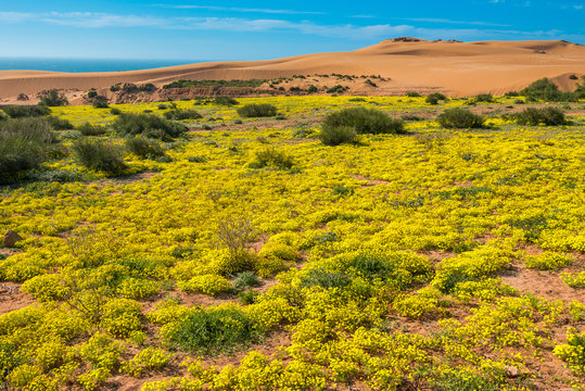 Sand dunes of Tamri, Morocco