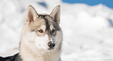 husky sulla neve