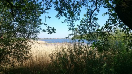 Elbblick durchs Blätterdach