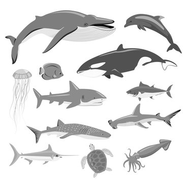 Marine Fauna Set of Aquatic Animals