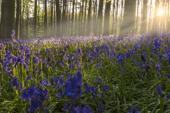 Fototapeta bluebell forest - bois de hal - Hallerbos