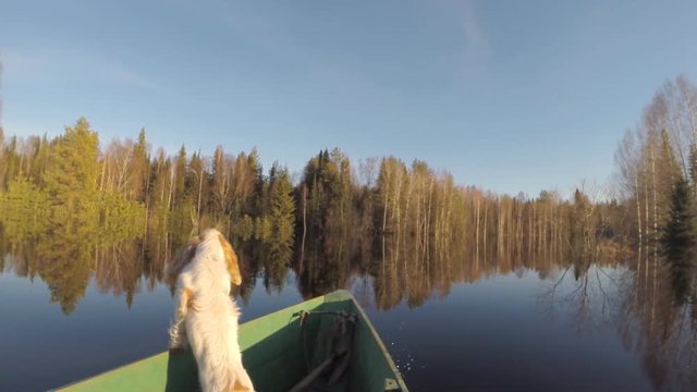 Dog Floating in Boat During Flood. In a boat during a spring flood in the forest floats the dog. The Spaniel looks at nature
