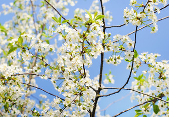 Spring blossom: branch of cherry tree