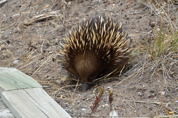 Short  beaked - detail of echidna searching for food