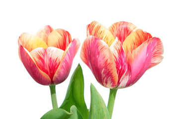 Variegated colors produced by Tulip Breaking Virus (mosaic virus)