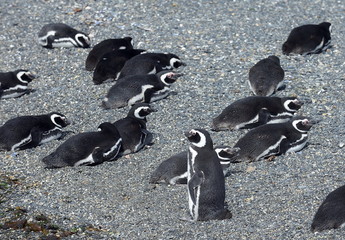 Obraz premium Magellanic penguins in the Beagle channel.