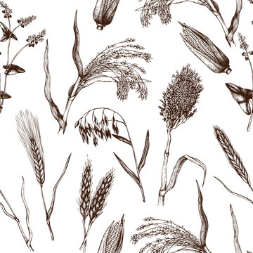 Vector seamless pattern with hand drawn cereal crops sketches. Vintage background with industrial crops illustration. Farm fresh and locally grown organic products illustration.