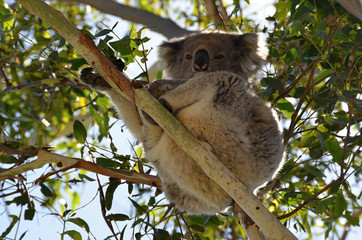 Koala sitting on eucalyptus of  tree in Australia in nature 
