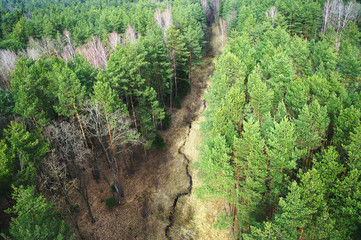 Green forest trees