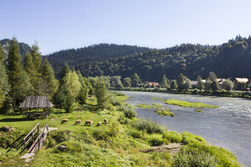 Fototapeta premium A flock of sheep near the river Dunajec, Poland