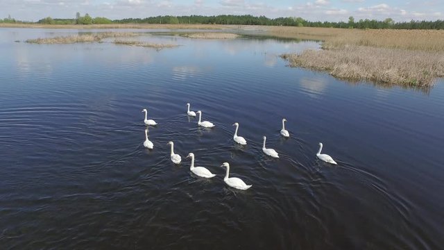Lake with swans. Aerial view.