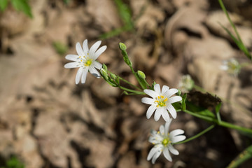 White flowers of the Greater Stitchwort (Stellaria holostea) growing wild in the forest. Dry oak leaves in background. Selective focus.