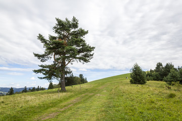 Blue trail leading to the top of the Wysoka Mountain, Poland