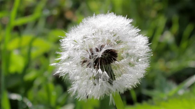 white dandelion achenes after rain/white dandelion dew on morning