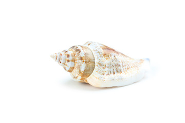 Sea shell isolated on a white
