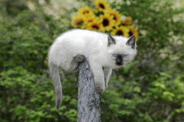 Siamese Kitten sitting on top of wooden post, watching