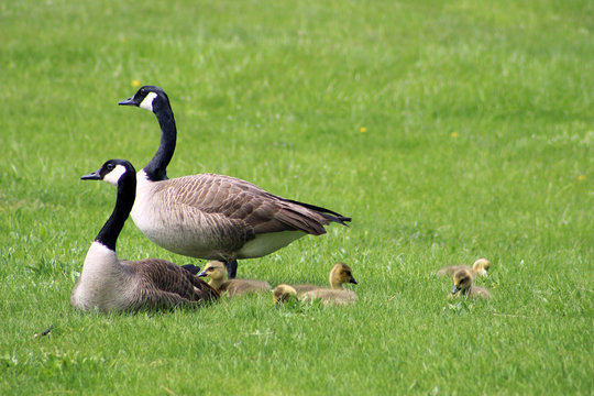 Family of Geese - Grass