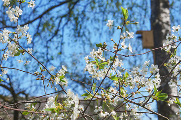 White cherry blossom