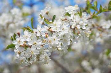 White cherry blossom