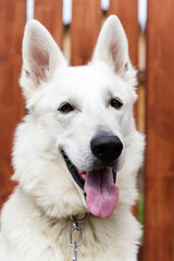 Obraz premium White Swiss shepherd dog, wooden fence on background