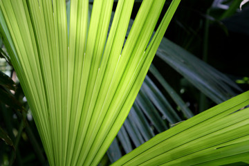 coconut palm tree green leaf background, pattern