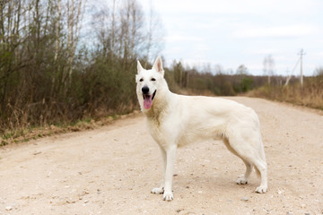 White Swiss shepherd dog stand on the road