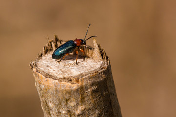 Rothalsiges Getreidehähnchen II