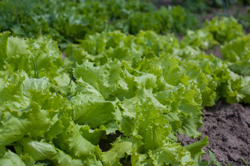 salad in garden