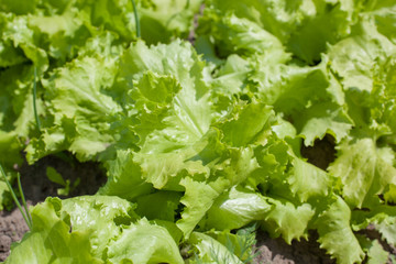 salad in garden