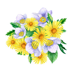 Watercolor spring flower bouquet. Anemone and chamomile.