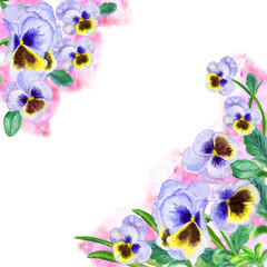 Viola tricolor watercolor