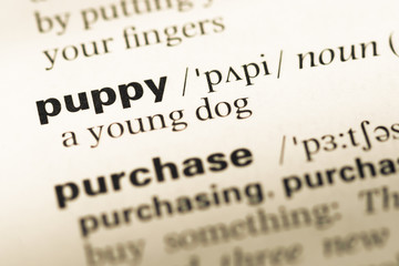 Obraz premium Close up of old English dictionary page with word puppy