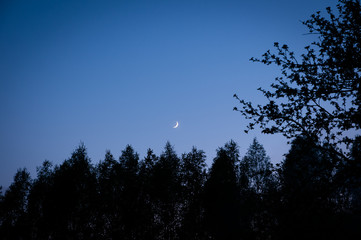 forest in silhouette with crescent moon