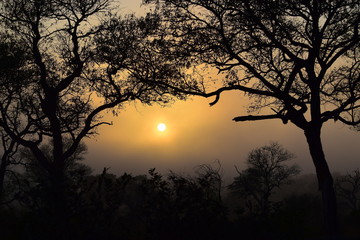 Fototapeta na wymiar Sunrise with mist in the African Bush