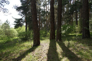 forest