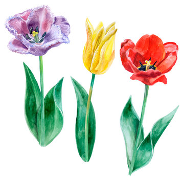 Watercolor sketch of purple, yellow and red tulips