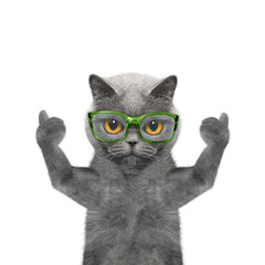 cat in glasses has very poor eyesight