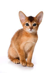Ginger kitten Abyssinian (isolated on white)