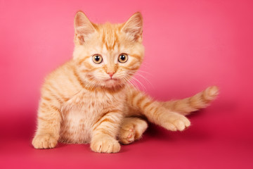 Ginger tabby kitten on a red background
