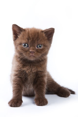 Obraz premium Brown kitten British cat looking at the camera (isolated on white)