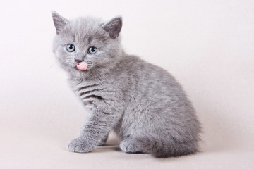Fototapeta na wymiar Gray British kitten licked